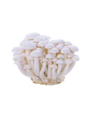 Champignons de Hêtre Blanc Frais (Shimeji) - 150g