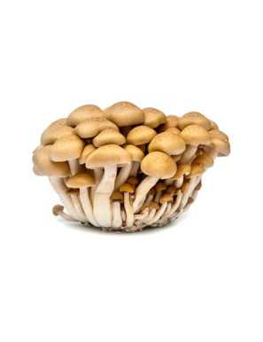 Champignons de Hêtre Bruns...