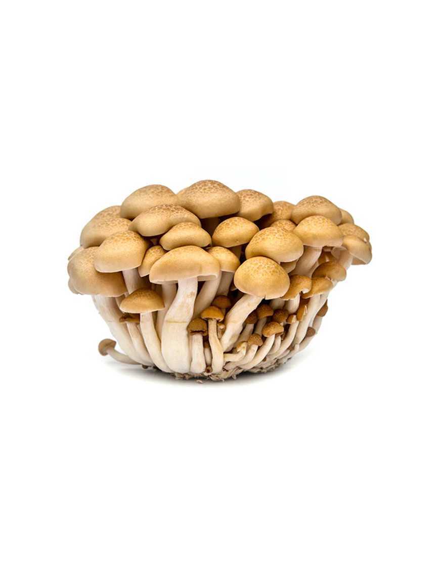 Champignons de Hêtre Bruns Frais (Buna-shimeji) - 150g