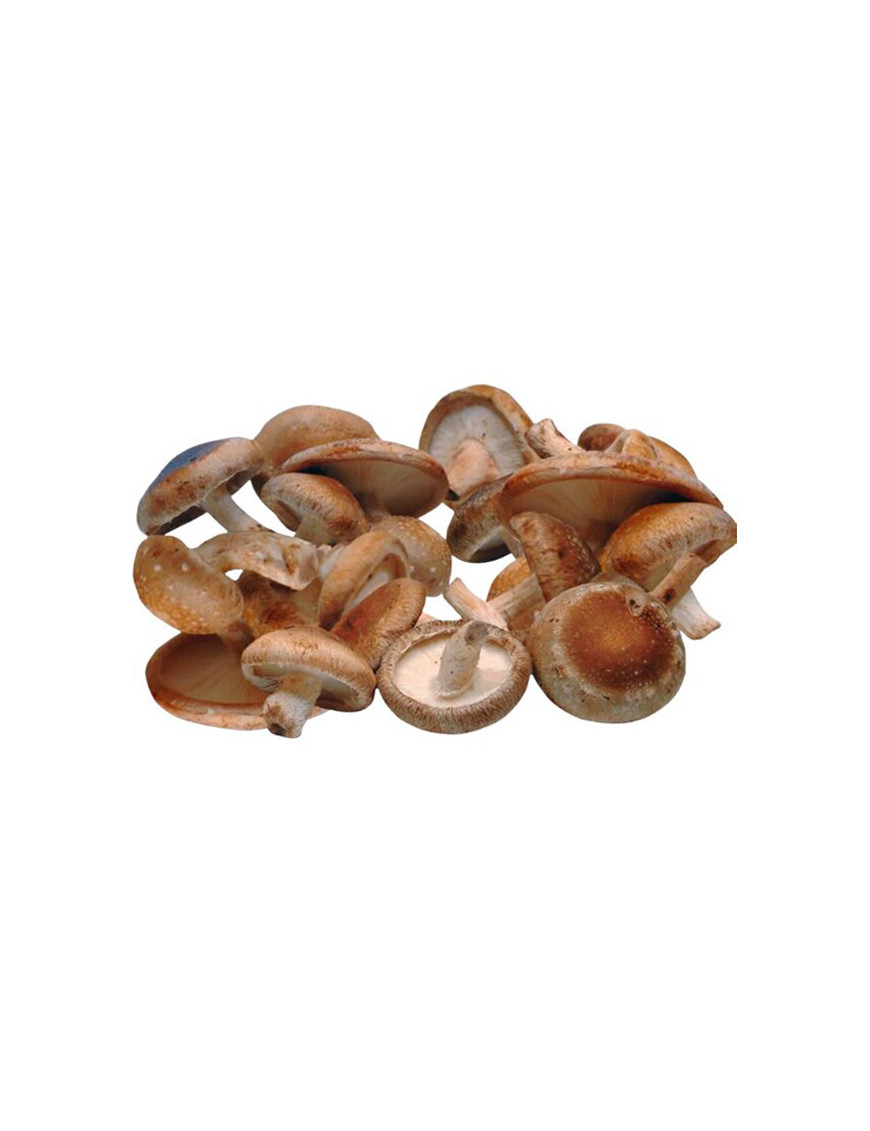 Champignons Shiitake Frais -150g
